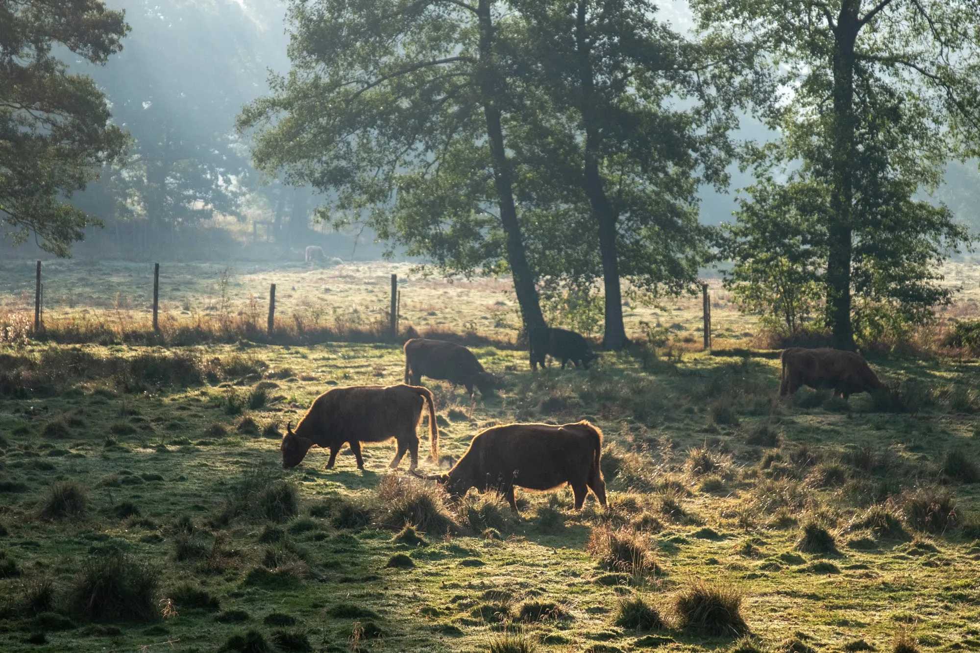 Those cows might look pretty in the morning light, but beware of their environmental hoofprint. Random pasture in the south of Poland.