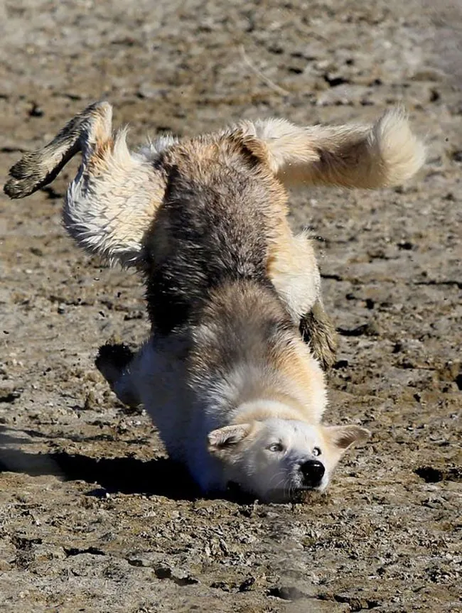 Moon moon in the mud